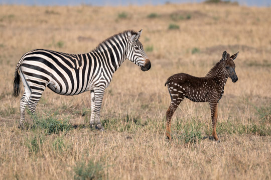 Rare zebra foal with polka dots (spots) instead of stripes, named Tira after the guide who first saw her, with her mother.  Image taken in the Maasai Mara National Park in Kenya.