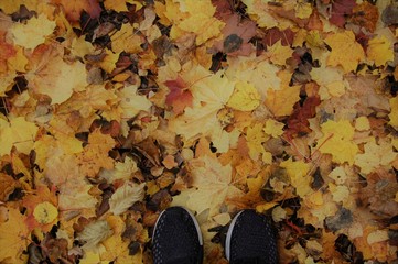 colorful background of fallen autumn colored leaves