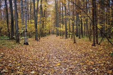 calm autumn landscape natural colors
