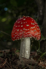 Fly Agaric (Amanita muscaria)