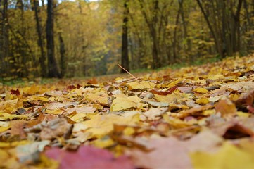 colorful fallen autumn leaves