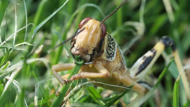 Kopf der Larve einer Wanderheuschrecke frisst Gras, mehrere Einstellungen