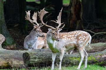 Two old stags of fellow deer in the rut season in autumn 