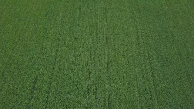 Drone flight over a field of rapeseed about to bloom in early autumn - second blossom of the plants for green energy