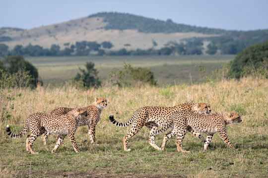Cheetah mother and three older cubs walking along the savannah preparing to hunt.  Image taken in the Maasai Mara National Reserve, Kenya.