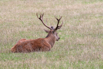 Naklejka na ściany i meble Lying big redstag with antlers lying in grass in autumn