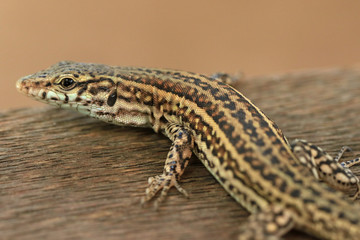 Spanische Mauereidechse