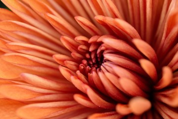 Chrysanthemum Heart