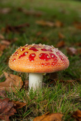 Fl Agaric (Amanita muscaria)