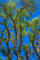 Eucalyptus Tree Trunk Lines