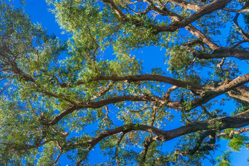 Parallel Tree Branches and Leaves