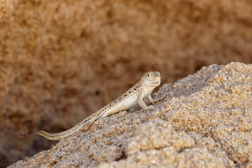 Rapid fringe-toed lizard Eremias velox on sand dune. Cute reptile in wildlife.
