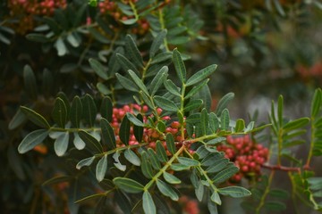 red berries on tree