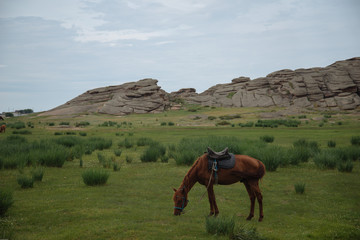 Obraz premium horse in the mountains