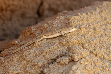 Rapid fringe-toed lizard Eremias velox on sand dune. Cute reptile in wildlife.