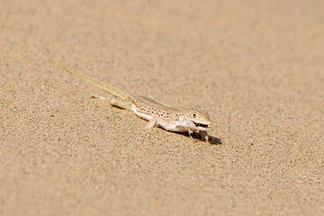 Rapid fringe-toed lizard Eremias velox eating insect on sand dune. Cute reptile in wildlife.
