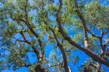Eucalyptus Tree Branches in Sky