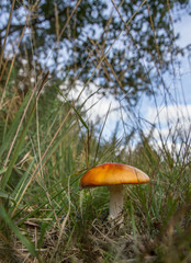 Fly Agaric (Amanita muscaria)