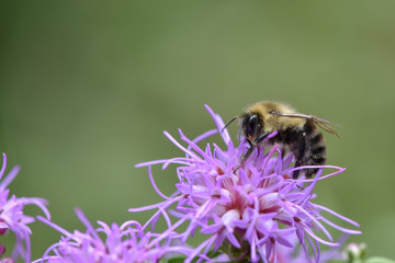 Bumble Bee on Native Flowers