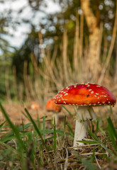 Fly Agaric (Amanita muscaria)