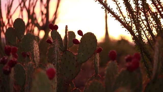 Cactus dessert sunset