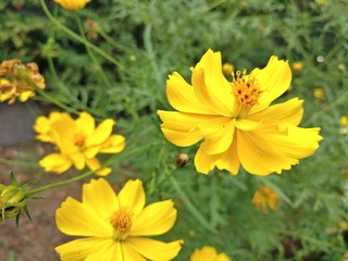 yellow flowers in the garden 