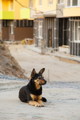 guard dog at the construction site. Unhappy dog protects the unfinished house. A non-native dog