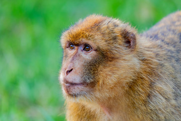 Portrait of a small monkey