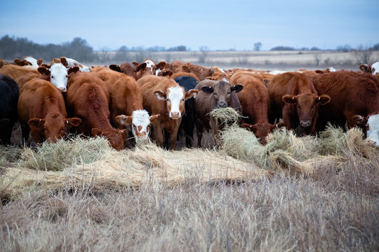 Herd of cows being fed hay in winter