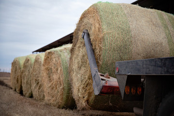 Bales of hay for cattle feed supplementation in winter