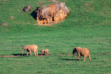 Amazing elephants on the meadow