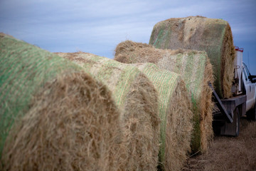 Bales of hay for cattle feed supplementation in winter