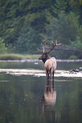 Bull Elk pauses during a stream crossing.