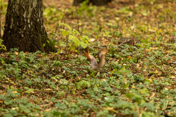 Squirrel in the autumn forest