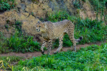 Cheetah walking across the meadow