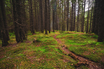 Forest trail in Retezat National Park,Romania