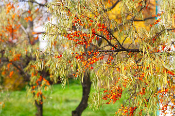 Branch with sea buckthorn berries and yellowing leaves