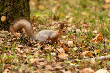 Squirrel in the autumn forest