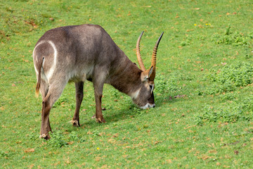 Oryx gazelle grazing