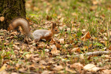 Squirrel in the autumn forest
