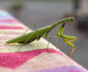 Europäische Gottesanbeterin