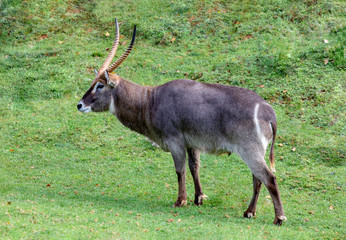 Oryx gazelle grazing