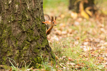 Squirrel in the autumn forest on a tree