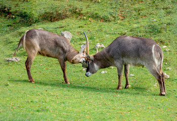 Two Oryx gazelle fighting