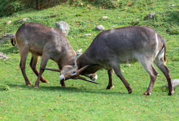Two Oryx gazelle fighting