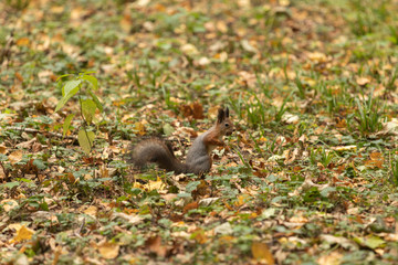 Squirrel with a nut in the autumn forest