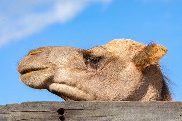 Portraitr of a camel
