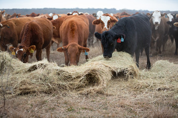 Herd of cattle being fed hay in winter