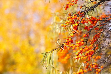 Branch with sea buckthorn berries and yellowing leaves on a background of yellow trees