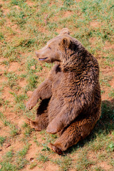Beautiful brown spanish bear
